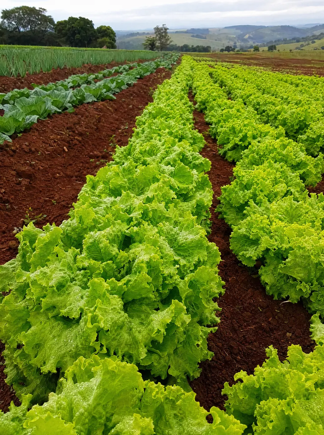 Fileiras de alface na plantação, solo vermelho do interior de São Paulo