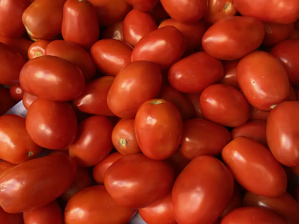 Tomate italiano no calibre de molho